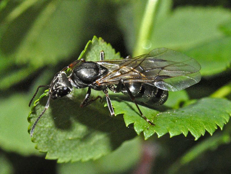 Una formica alata:  Formica cfr. cinerea, regina
